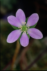 Hepatica transsilvanica