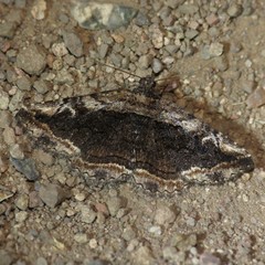 Zaleops umbrina