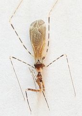 Stenolemoides arizonensis