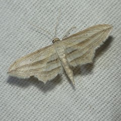 Arcobara multilineata