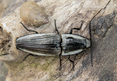 Chalcolepidius approximatus