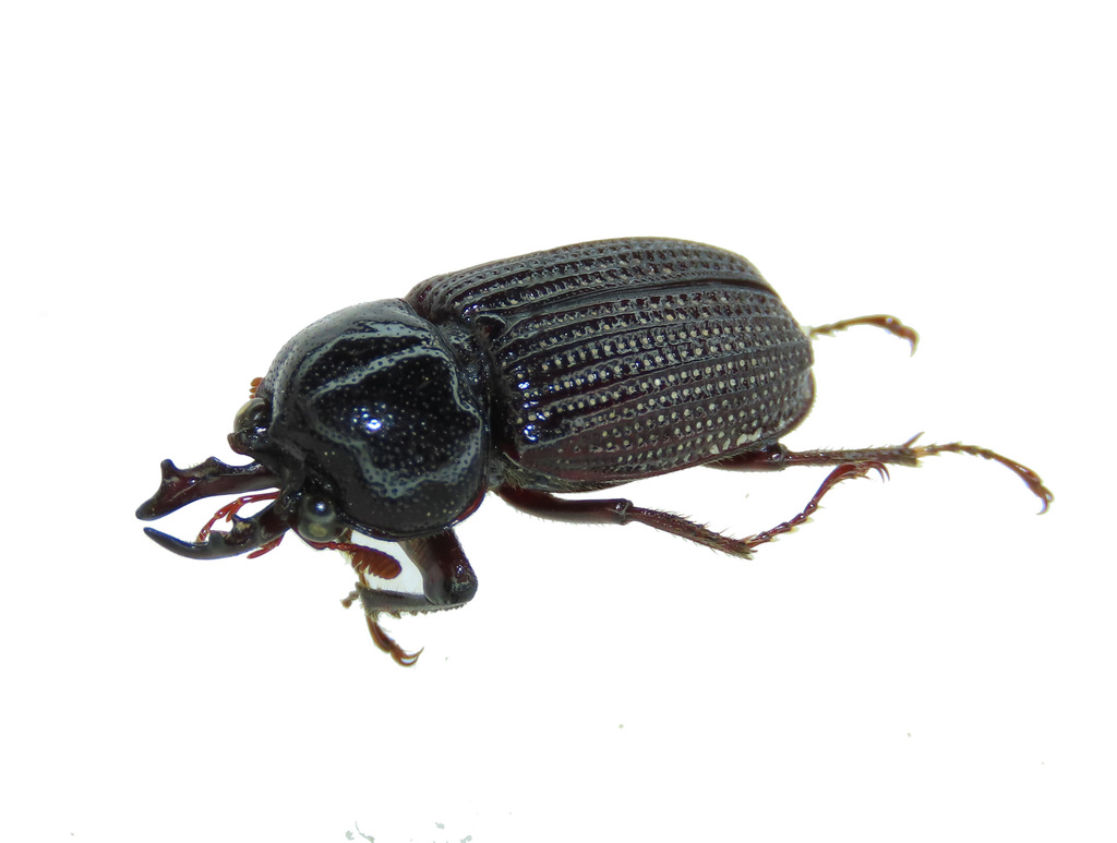 Psilodon