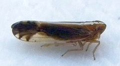 Stenocranus brunneus