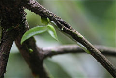 Sarcochilus australis