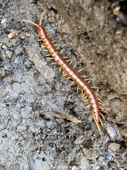 Scolopocryptopidae