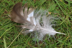 Deltocephalus pulicaris