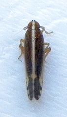 Stenocranus brunneus