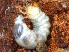 Lucanidae
