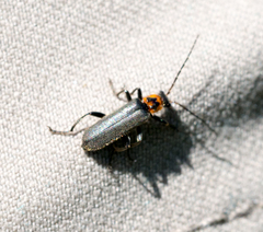 Cyrtomoptera divisa
