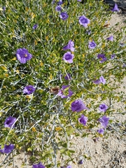 Ruellia californica peninsularis