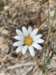 Trichocline spathulata