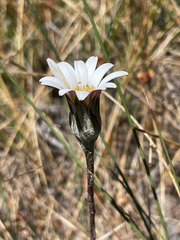 Trichocline spathulata