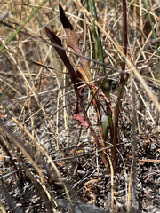 Trichocline spathulata