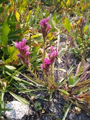 Castilleja lassenensis