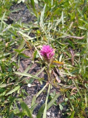 Castilleja lassenensis