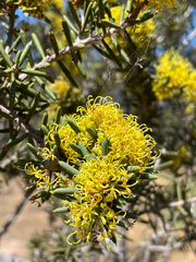 Hakea preissii