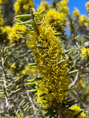 Hakea preissii