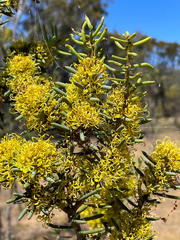 Hakea preissii