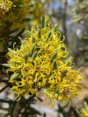 Hakea preissii