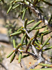 Hakea preissii
