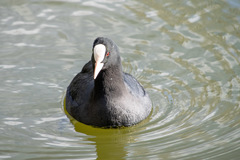 Fulica atra
