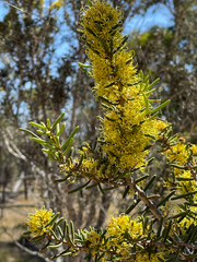 Hakea preissii