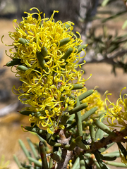 Hakea preissii