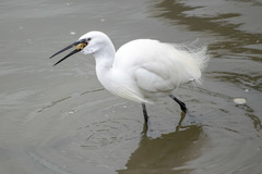 Egretta garzetta