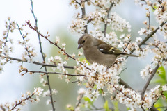 Fringilla coelebs