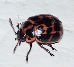 Platyphora congregata