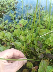 Isolepis distigmatosa