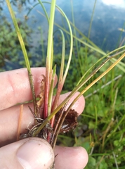 Isolepis distigmatosa