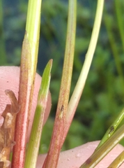 Isolepis distigmatosa