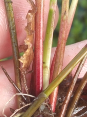 Isolepis distigmatosa