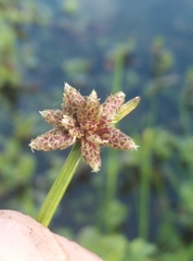 Isolepis distigmatosa