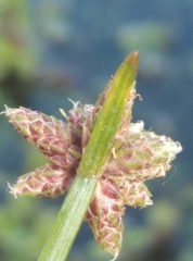 Isolepis distigmatosa