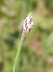 Eleocharis gracilis