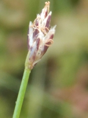 Eleocharis gracilis