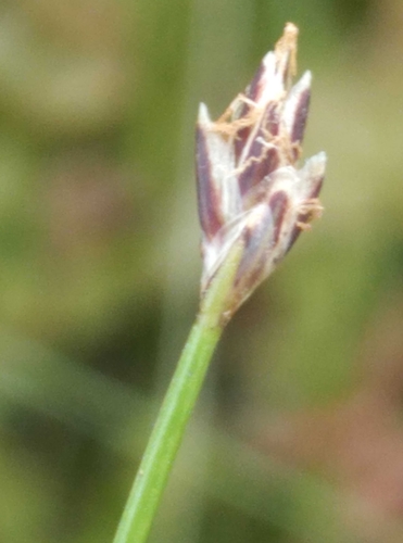 Image of Eleocharis gracilis by (c) Joe Potter Butler, some rights reserved (CC BY)