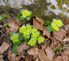 Chrysosplenium