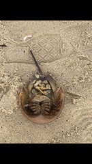 Limulus