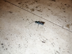 Trirogma caerulea