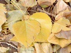 Populus deltoides wislizenii
