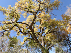 Populus deltoides wislizenii
