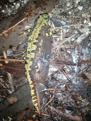 Triturus marmoratus