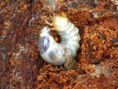Lucanidae