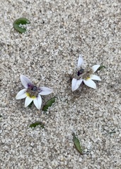 Lobelia pratiana