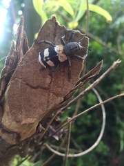 Aegorhinus phaleratus