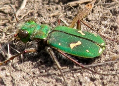 Cicindela ohlone