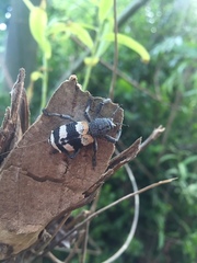 Aegorhinus phaleratus